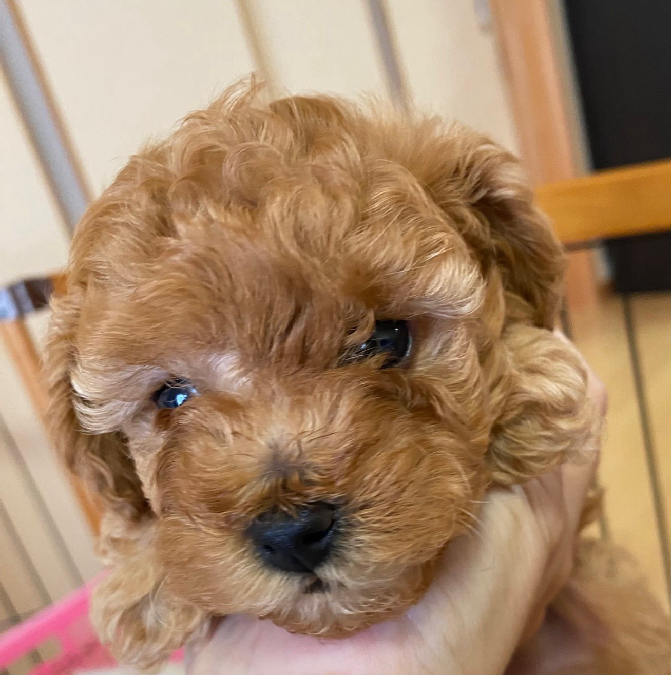 ���i�C���[�W